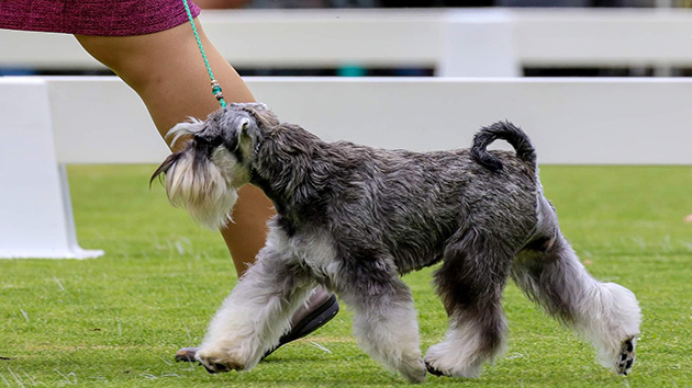 Schnauzinn Kennels 630X354