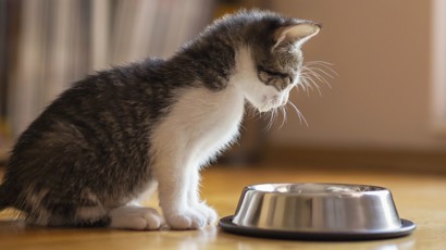 Kitten Nutrition 1240X480