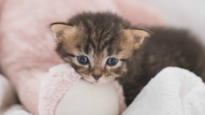 Kitten Toilet Training 1240X450