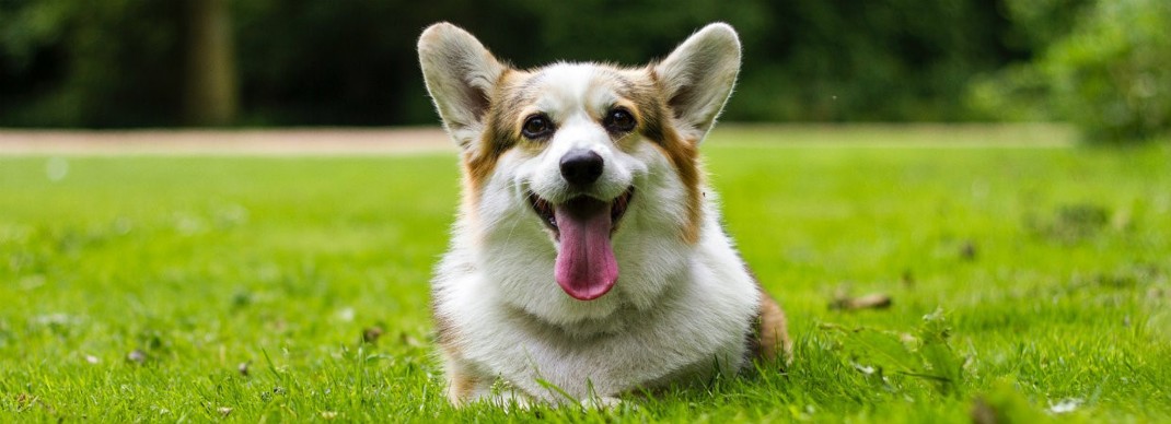 Corgi 1240X450