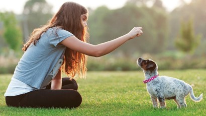 Healthy Dog Treats 1240X450