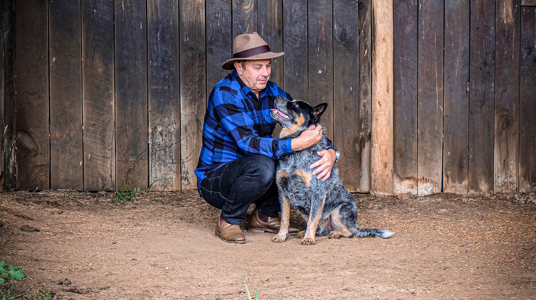 Warren Greasley Cattle Dog Story 2140X1200