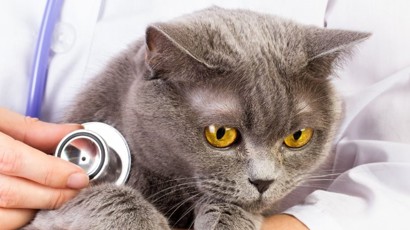 Pet Insurance For My Cats 1240X450