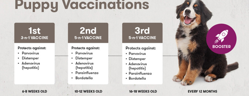 Bh Puppy Vaccinations 1200X628