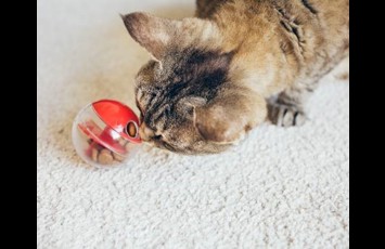 Cat Ball Toy 500X400