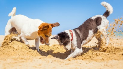 Taking Your Dog On Holiday 1240X640