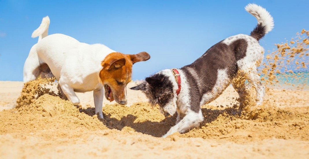 Taking Your Dog On Holiday 1240X640