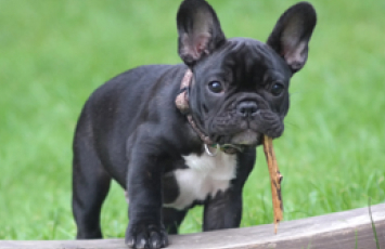 Puppy Teething Black Hawk Small Image 1