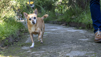 Zoe Walking 2000X700