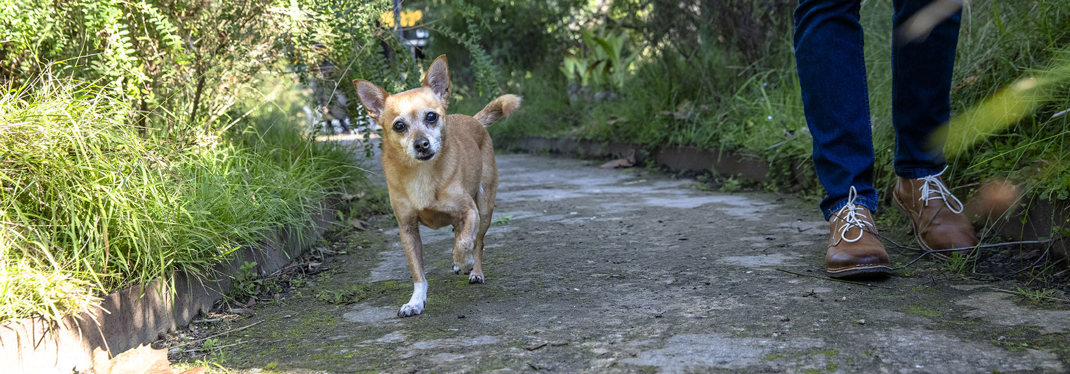 Zoe Walking 2000X700