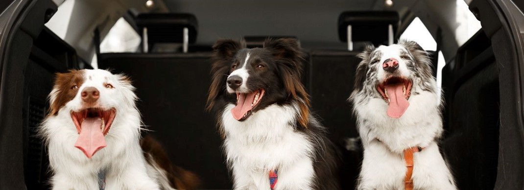 Road Tripping With Your Dog 1240X450