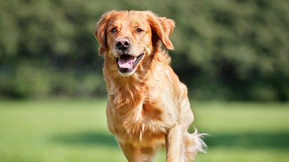 Nutrition Tips For Large Breed Dogs 2140X1200