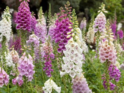 Foxglove