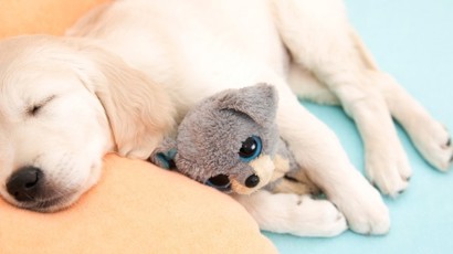 Puppy Sleep Training 1240X450