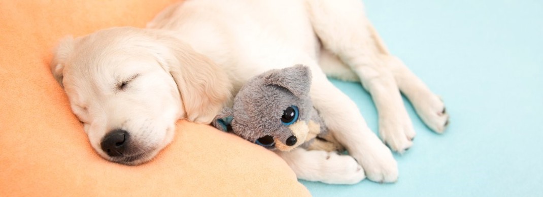 Puppy Sleep Training 1240X450