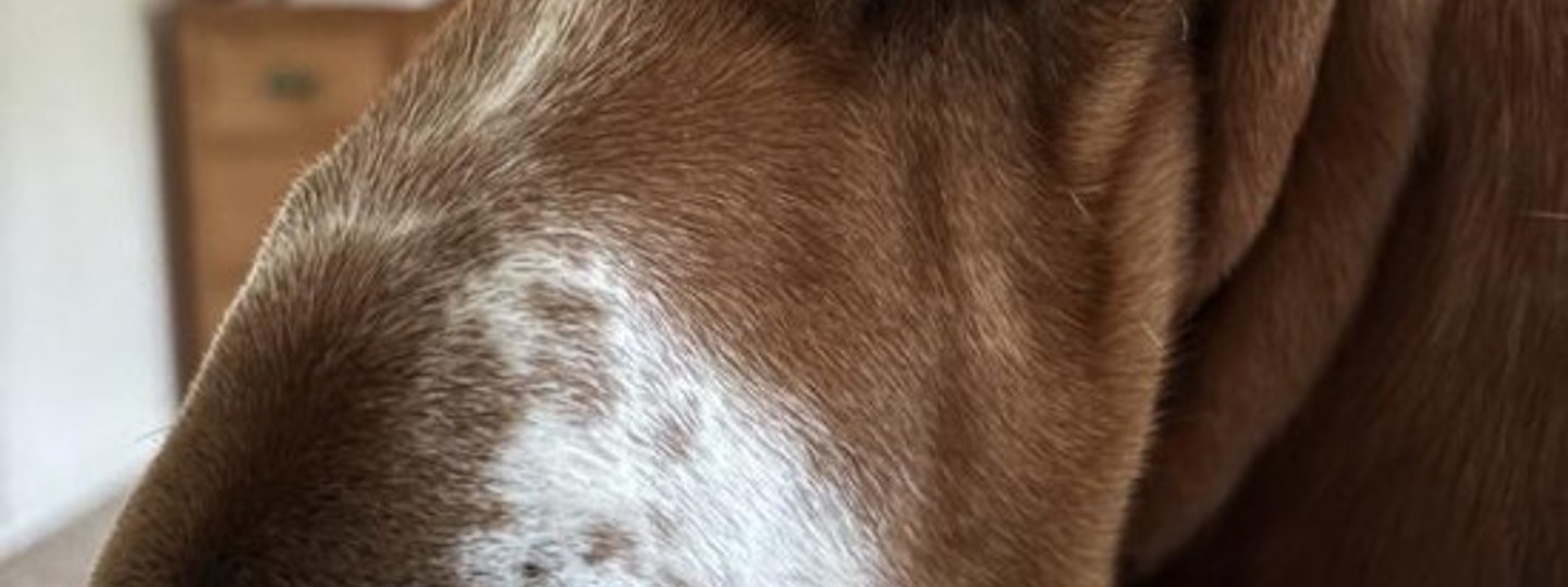 Liz Dry Sensitive Skin & Gut 550X550 background image