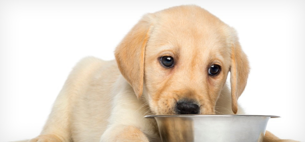 How To Get A Fussy Puppy To Eat Black Hawk Header