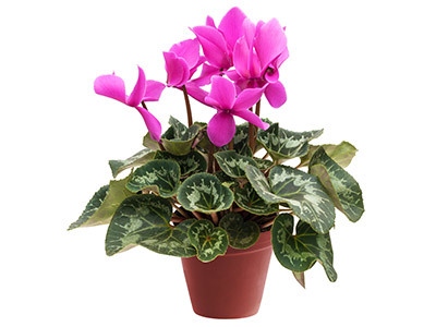 Cyclamen