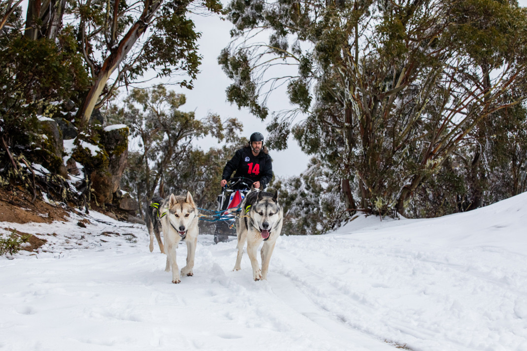 Keeping sled dogs race ready 2140 x 1200