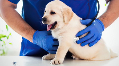 Puppy Vaccination Schedule 2000X715 2 (1)