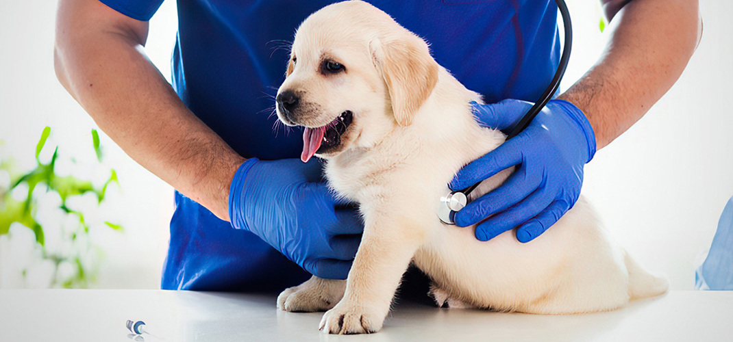 Puppy Vaccination Schedule 2000X715 2 (1)