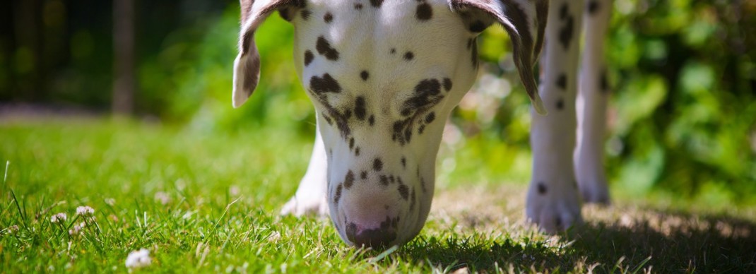 Dog Poo And The Environment 1240X450