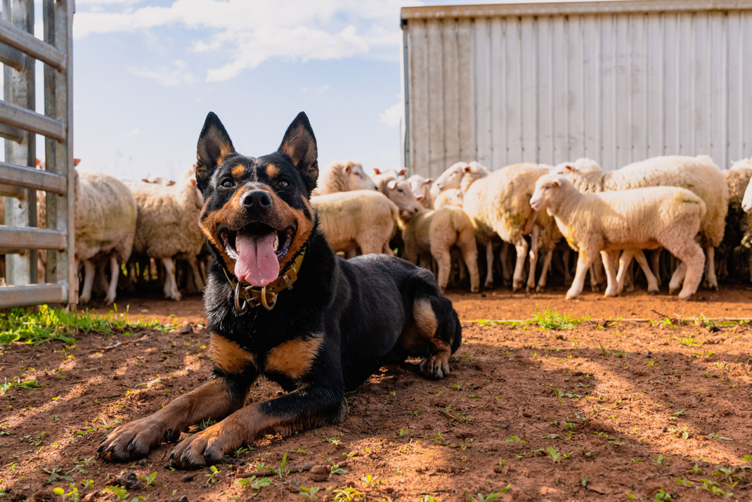 Working Dog Article