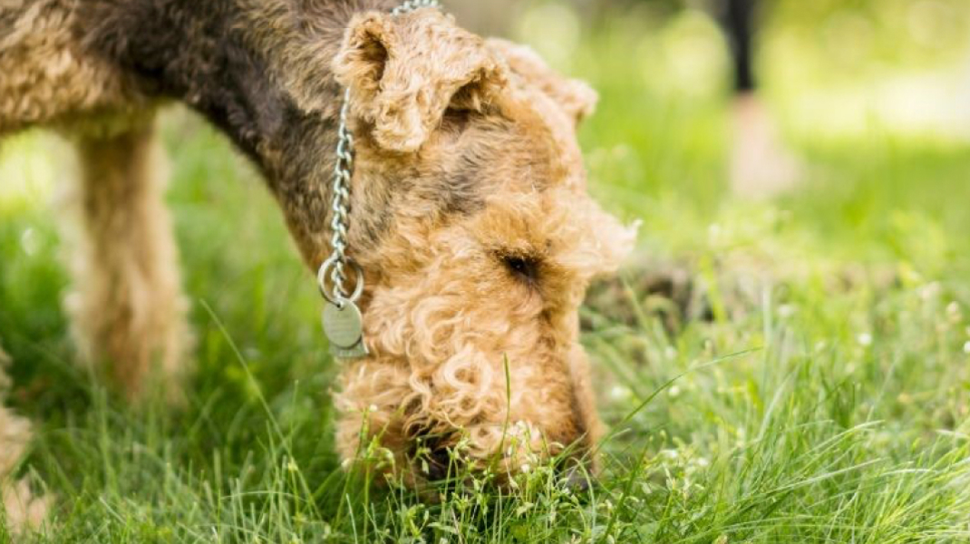 Why Do Dogs Eat Grass Black Hawk Header