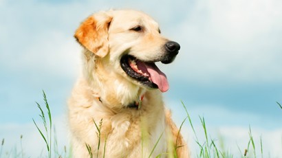 Happy Dog 1240X450