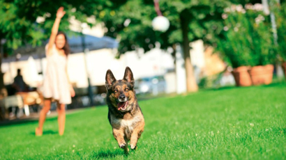 Signs Of A Healthy Dog Black Hawk Header