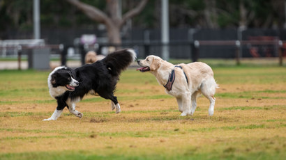 Dogs In The Park 2140X1200