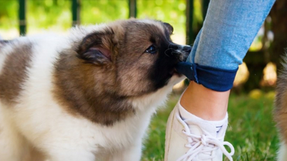 How To Stop A Puppy From Biting Black Hawk Header