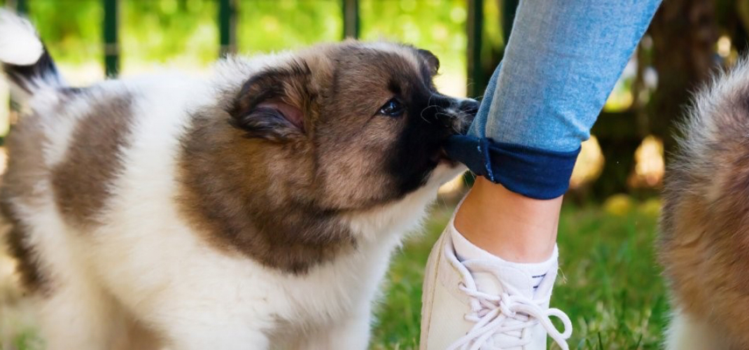 How To Stop A Puppy From Biting Black Hawk Header