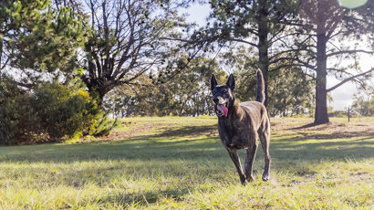 Mature Dog 2000X700