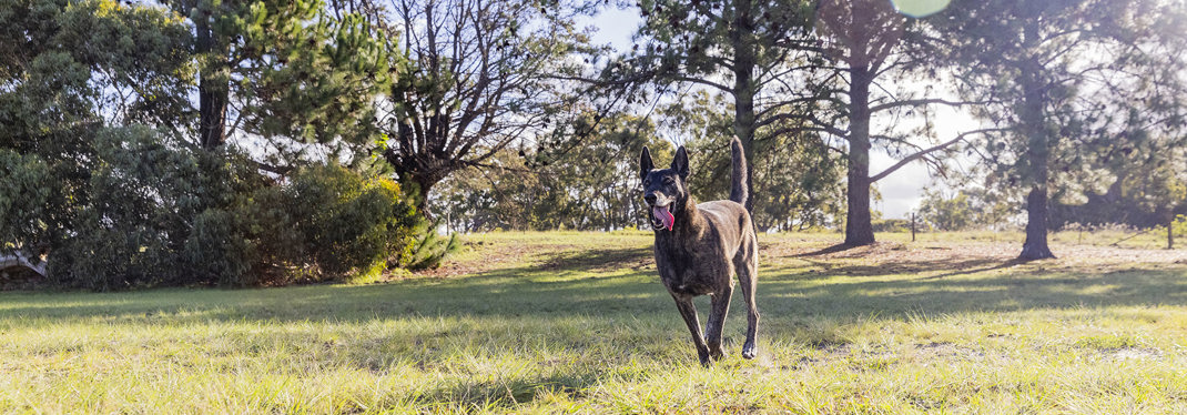 Mature Dog 2000X700