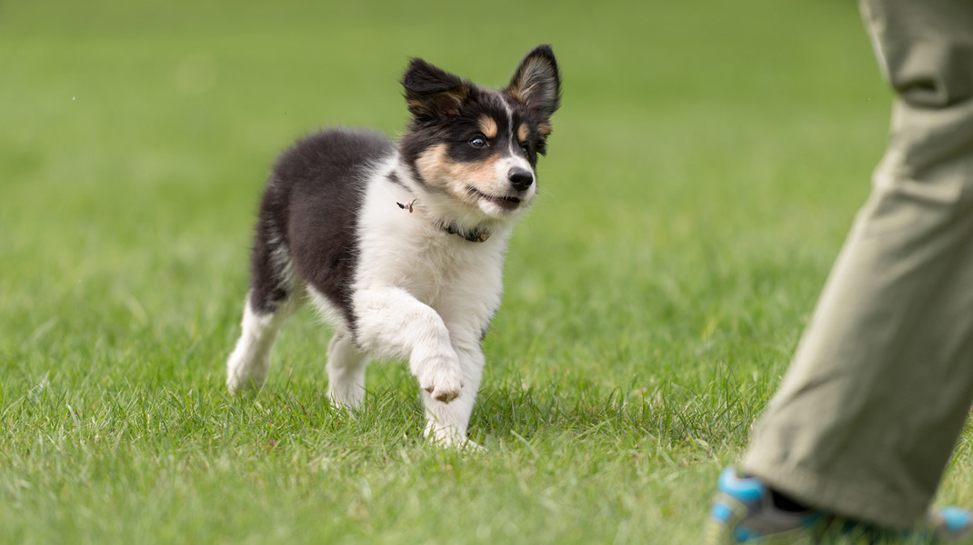 Clicker Training 2140X1200